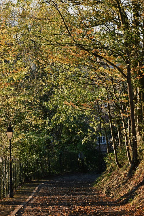 무료 가로등, 가을, 거리의 무료 스톡 사진