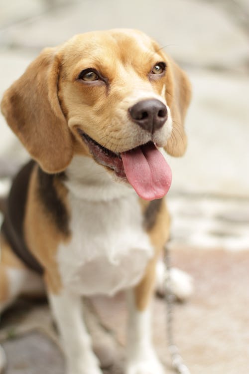 grátis Foto profissional grátis de animal, animal de estimação, beagle Foto profissional