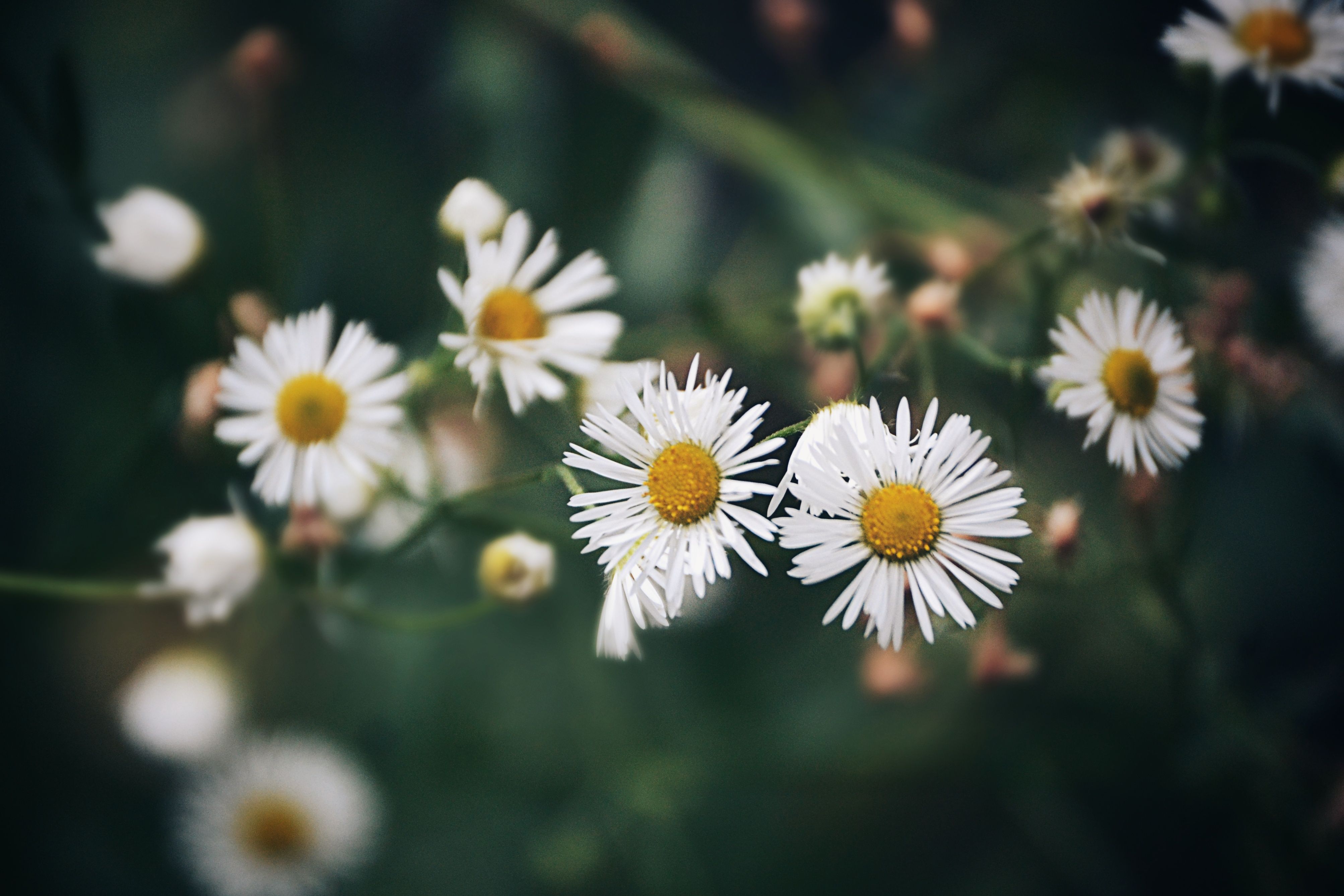 Free stock photo of beautiful flowers, daisies, daisy