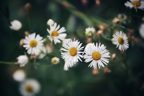 天性, 植物群, 美麗的花朵 的 免费素材图片