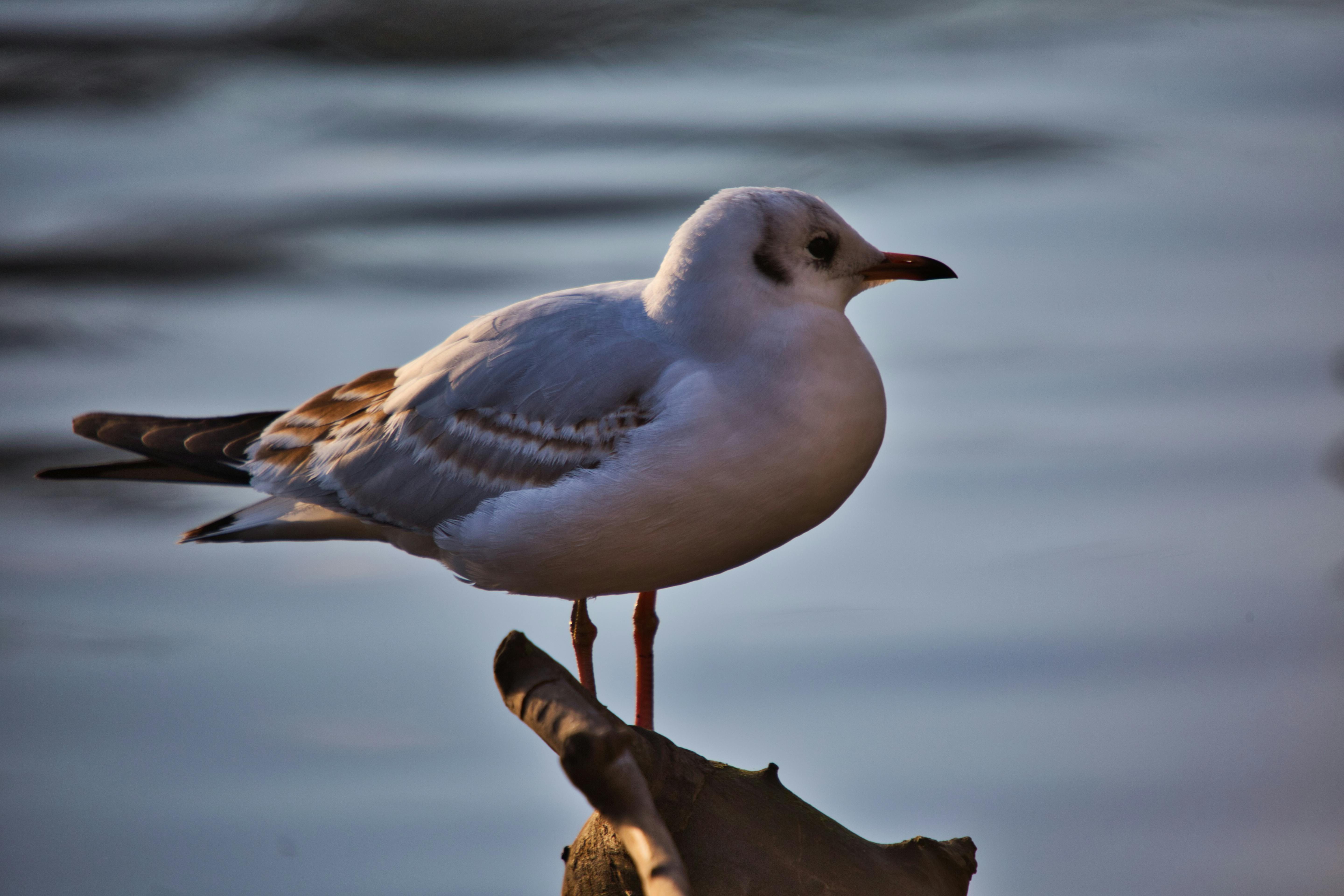 Tavuklu Wrap (Dürüm)