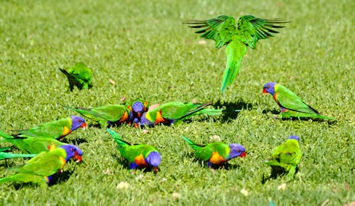 Birds on Ground