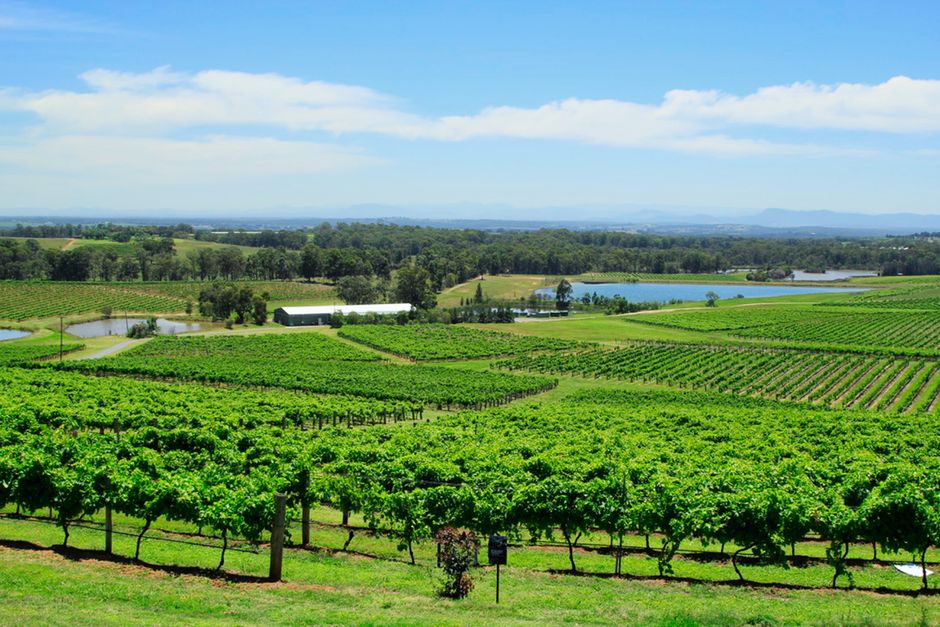 Vineyard with rows of grapevines stretching across rolling hills - perfect for a daytime wine tour Vineyard with rows of grapevines stretching across rolling hills - perfect for a daytime wine tour