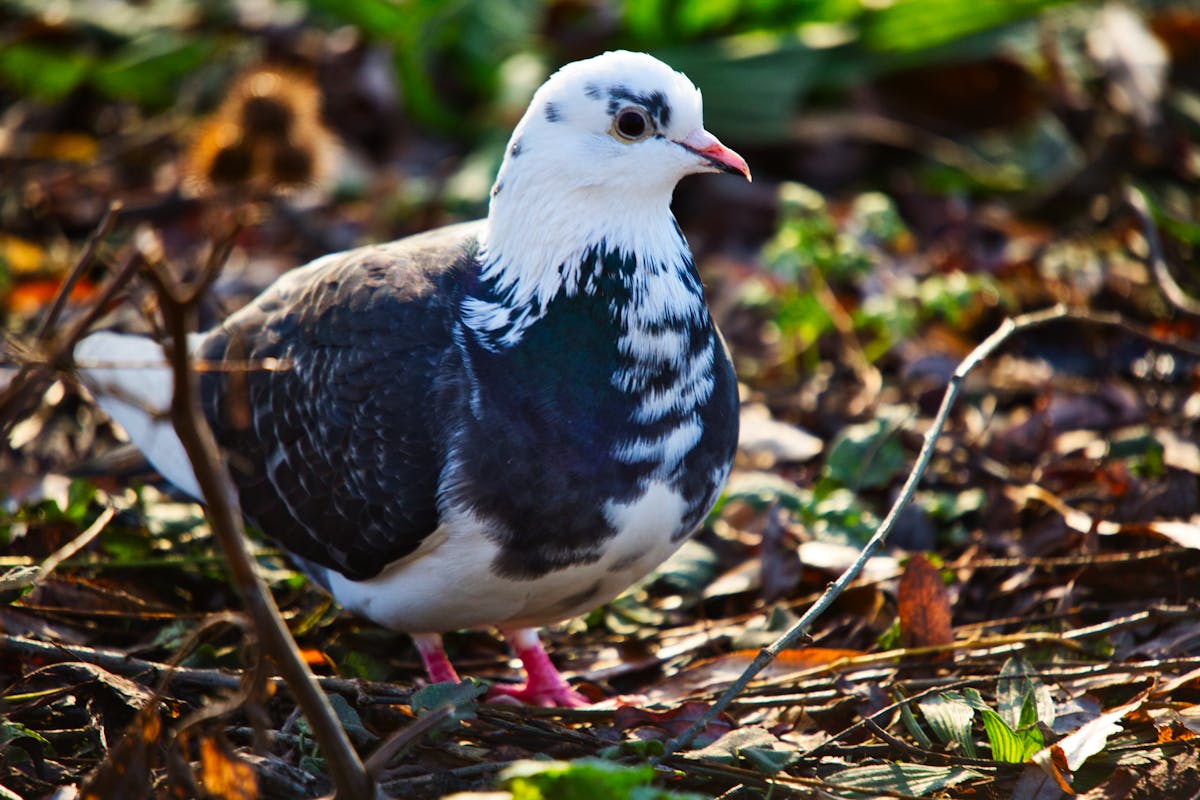 Close-up of medication vials and syringes on a clinical table representing GLP-1 injections