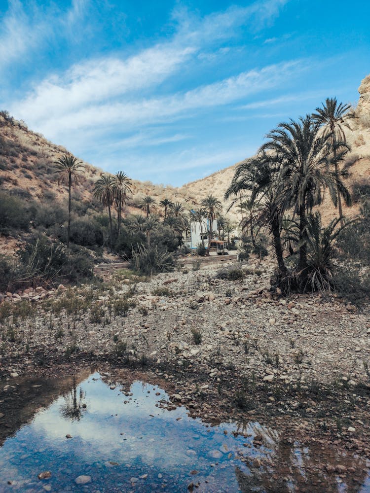 Oasis On A Desert