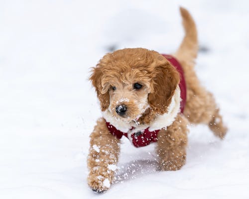 คลังภาพถ่ายฟรี ของ goldendoodle, กลางแจ้ง, ขน