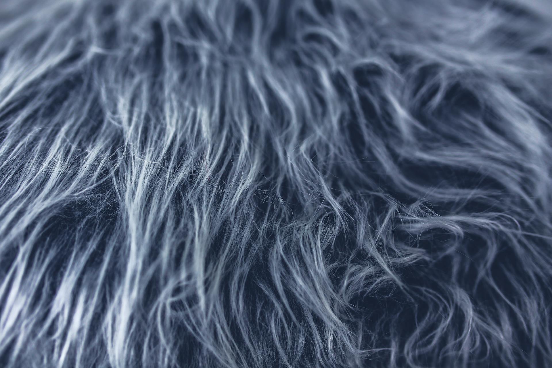 Gray fur