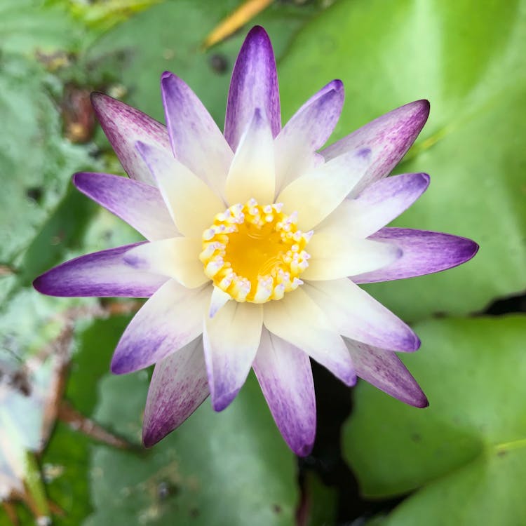 Purple Joy Water Lily Flower in Close-Up Shot 