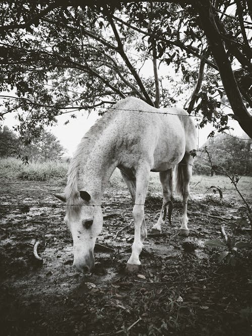 Základová fotografie zdarma na téma černobílý, farma, fotografie ve stupních šedi