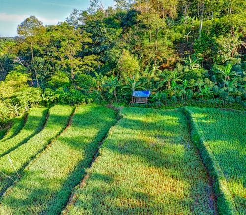 Green Rice Plantation on Countryside