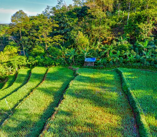 Free Green agricultural flooded rice field surrounded by tropical forest growing on hill in Asia Stock Photo