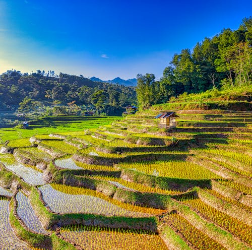 Hill with terraces for cultivating rice swamp grass as source of food in Asian among green woods