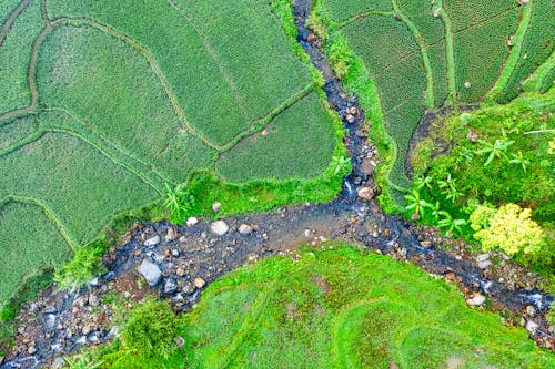 Aerial view of narrow brook with pebble running through abundant green agricultural rice terraces