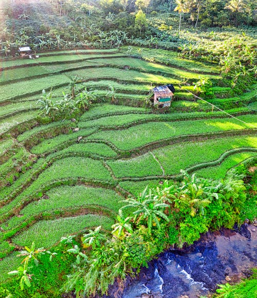 Tropical plantation with rice fields and river