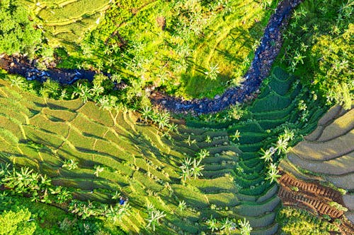 Rice fields on hill divided on terraces