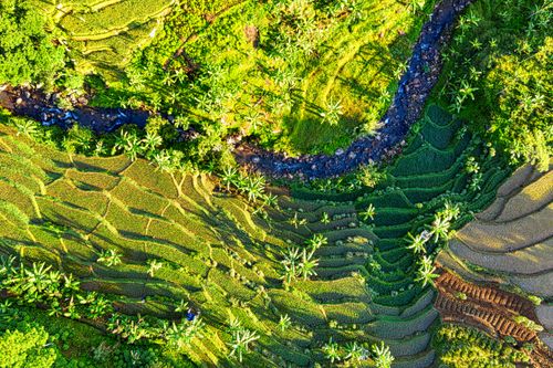Free Aerial view of winding book flowing through tropical farmland with exotic palms and rice paddies Stock Photo