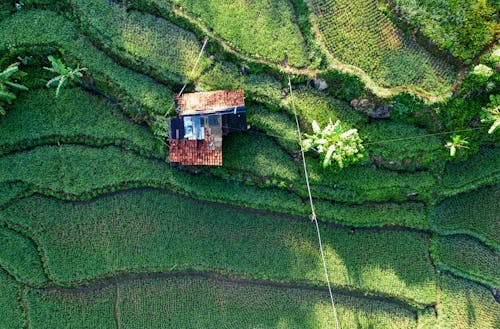 Top view of agricultural field divided on terraces for cultivating rice on slope with small building