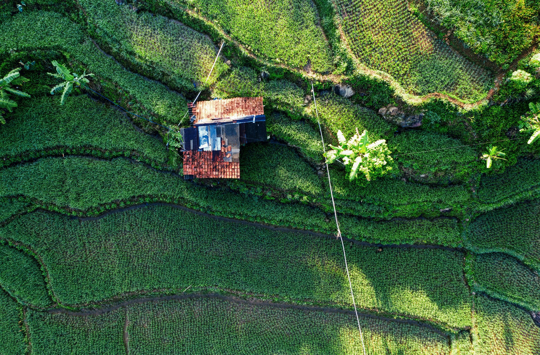 Agricultural Plantation With Small Hut On Hillside Free Stock Photo agricultural-plantation-with-small-hut-on-hillside-free-stock-photo