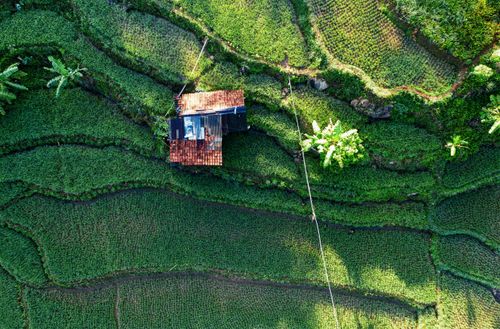 Free Top view of agricultural field divided on terraces for cultivating rice on slope with small building Stock Photo