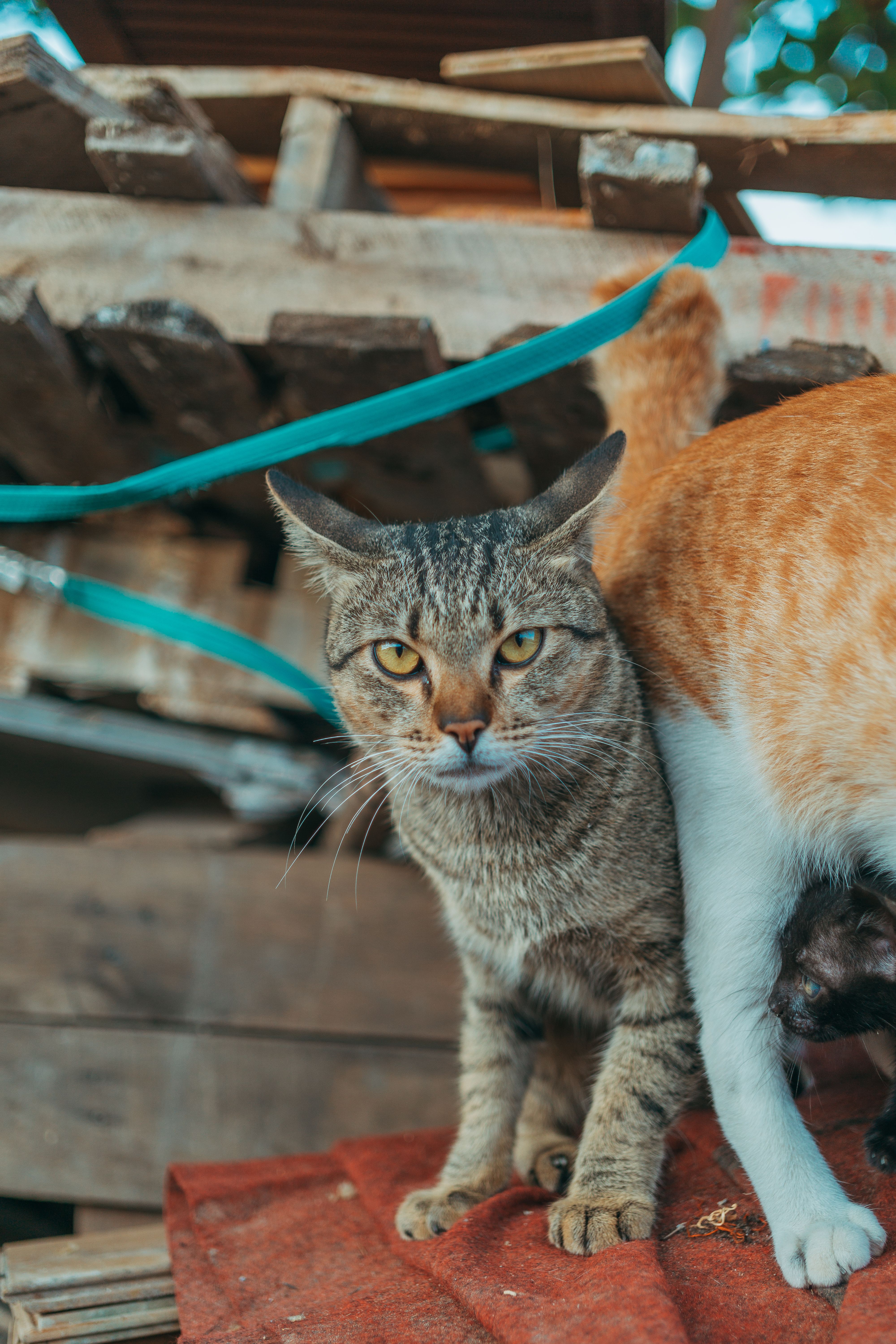 Brown Tabby Cat on Brown Wooden Surface · Free Stock Photo