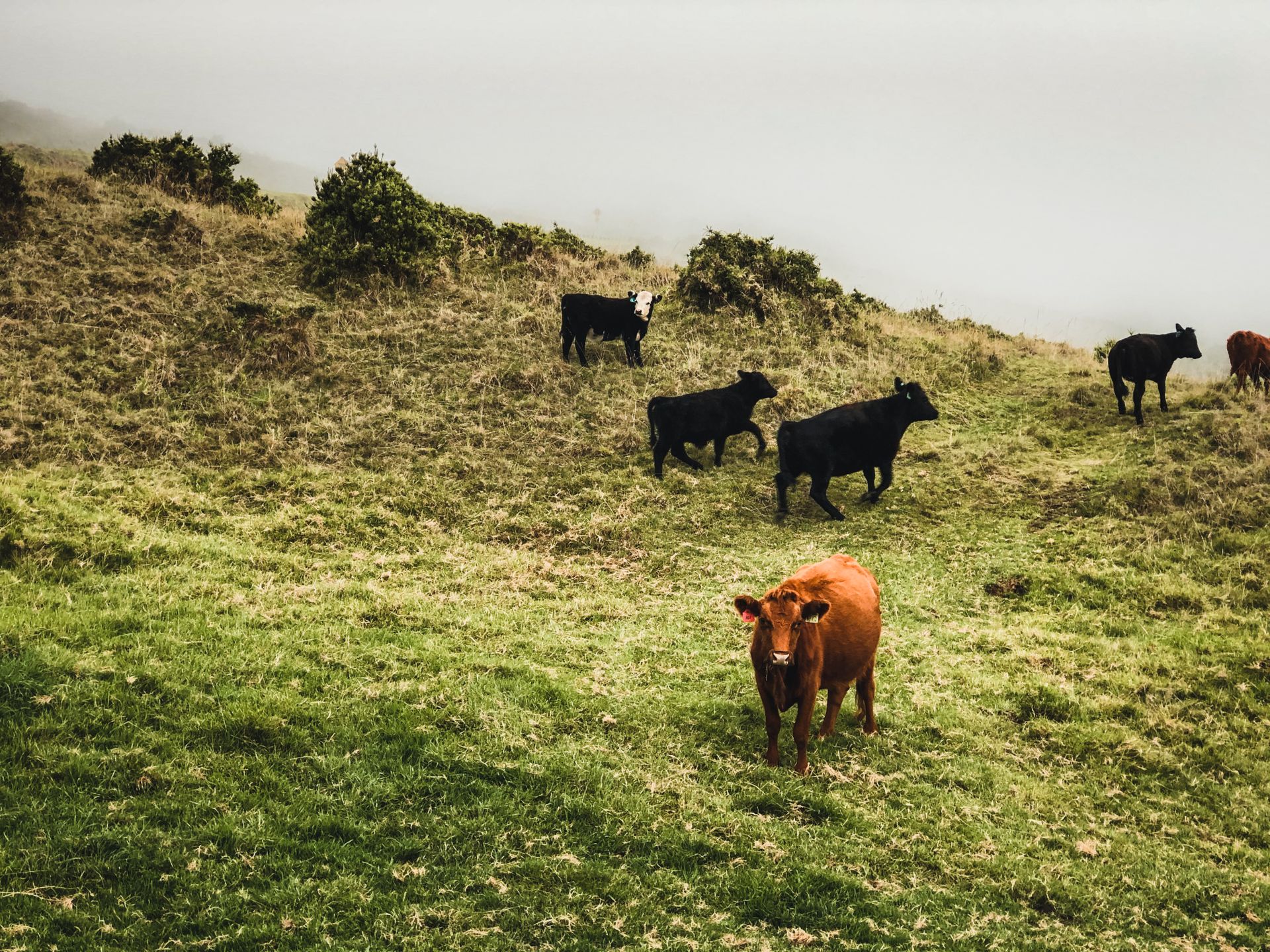 Calves on Green Pasture and Mist