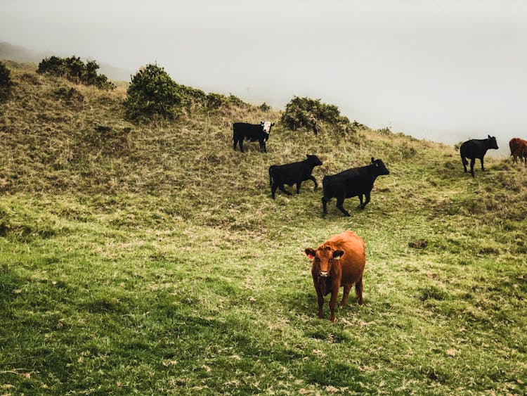 Calves On Green Pasture And Mist