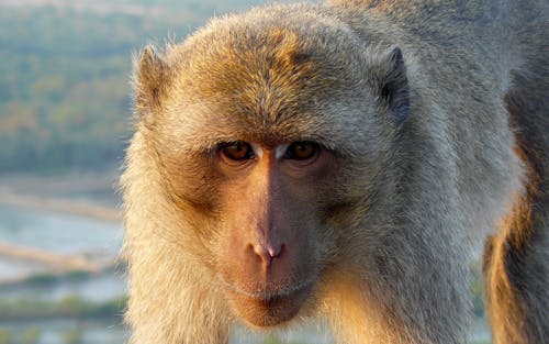 Free stock photo of asia, macaque, monkey Stock Photo