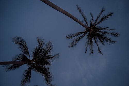 Зеленая пальма под голубым небом