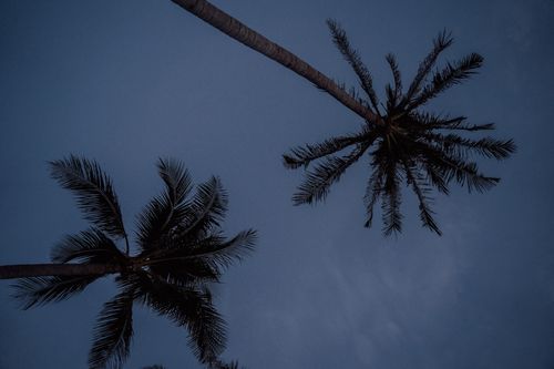 Free Two palm trees silhouetted against a deep blue dusk sky, creating a tranquil scene. Stock Photo