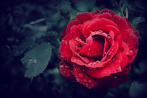 Fotografía De Enfoque Selectivo De Una Rosa Roja