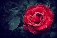 Selective Focus Photography of a Red Rose