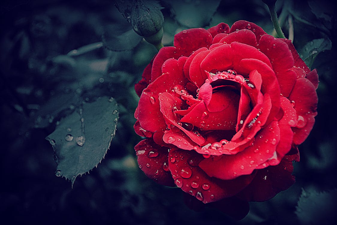 Photographie De Mise Au Point Sélective D'une Rose Rouge