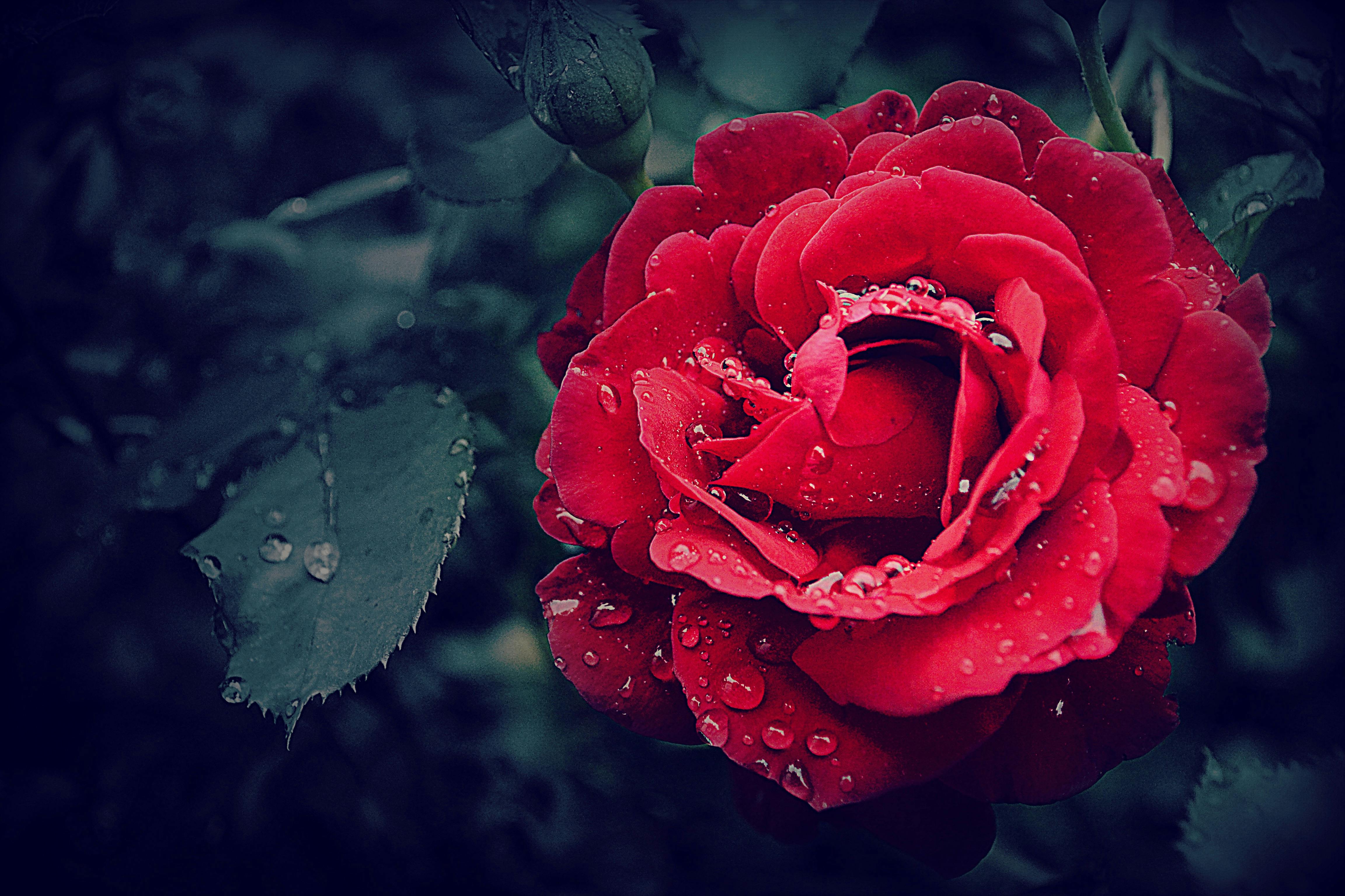 red flower pictures hd