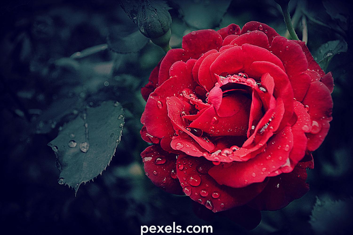 Tải ngay ảnh hoa hồng đẹp làm hình nền và tùy chỉnh cho laptop của bạn