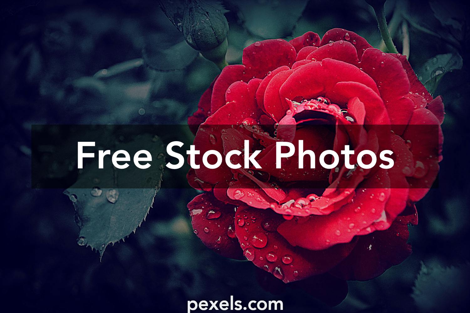 10,000+ Best Roses Photos · 100% Free Download · Pexels Stock Photos