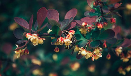 Fiori Gialli Sul Colpo A Macroistruzione