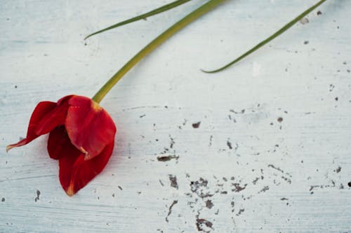 Imagine de stoc gratuită din floare, floare roșie, fundal