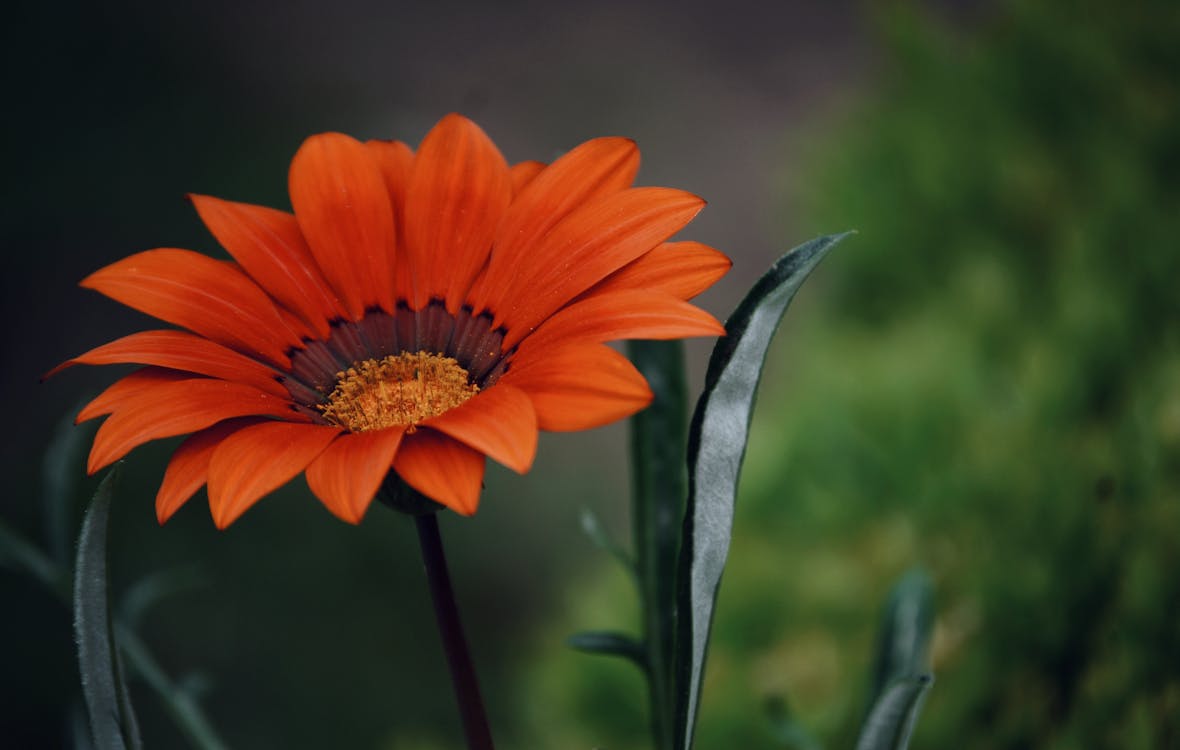 Gratis arkivbilde med anlegg, blomst, blomsterblad