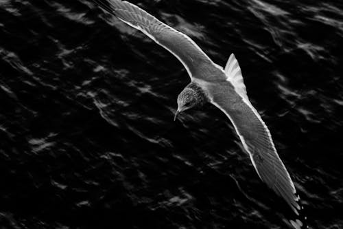 Black and White Photo of a Flying Bird