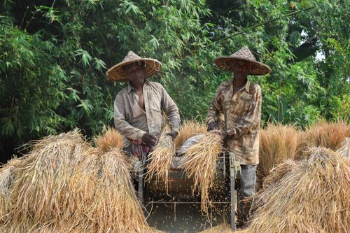 Free Two farmers threshing rice in traditional attire with straw hats outdoors. Stock Photo