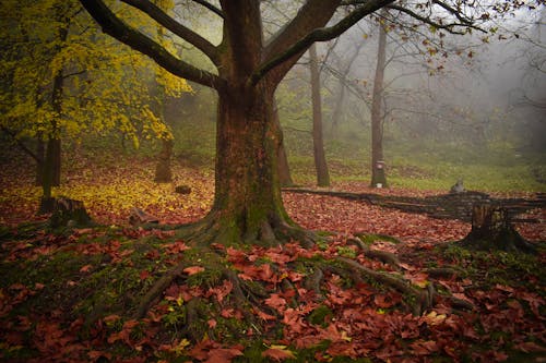 ağaçlar, akçaağaç yaprakları, çekilmiş içeren Ücretsiz stok fotoğraf