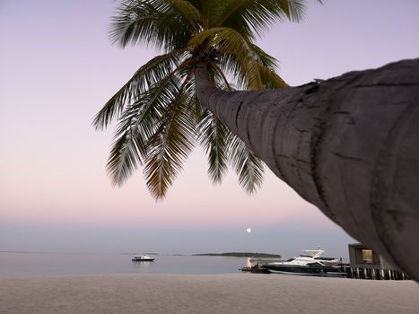 A tranquil tropical scene featuring a palm tree and yachts on a beach during sunset in Maldives.