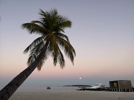 Serene Maldives beach with palm tree and yachts at twilight, capturing paradise.