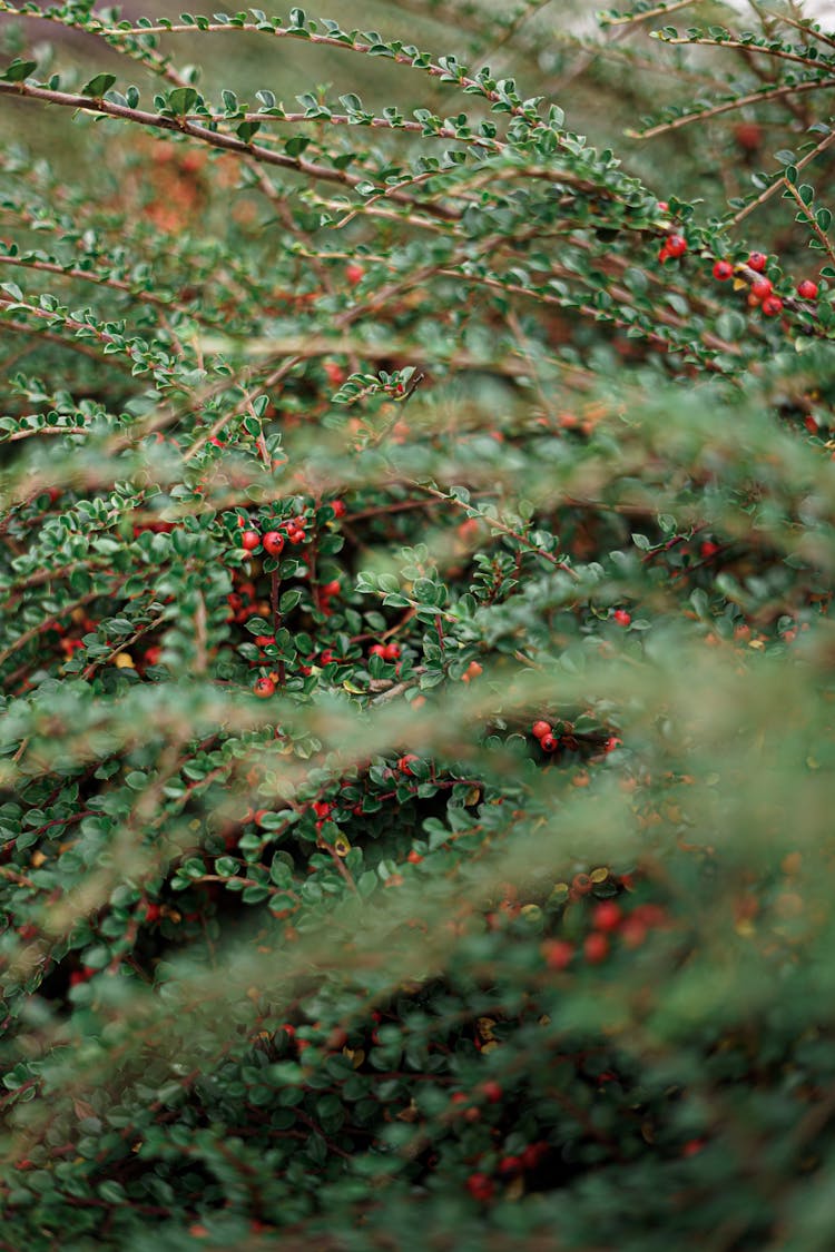 Rockspray Cotoneaster In Close-up Photography