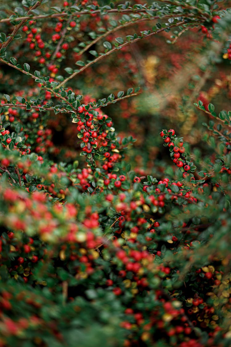 Rockspray Cotoneaster In Close-up Photography