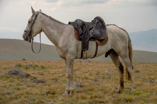 Imagine de stoc gratuită din animal, cal alb, câmp de iarbă