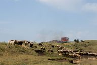 A herd of sheep grazing in a rural Armenian landscape. Clear skies and open fields create a serene scene.