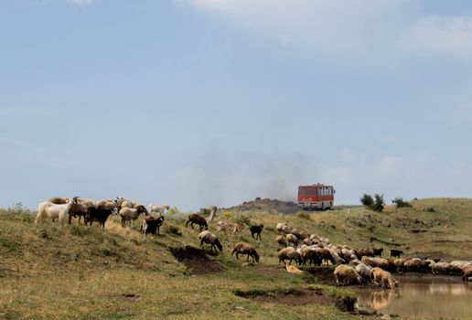 A herd of sheep grazing in a rural Armenian landscape. Clear skies and open fields create a serene scene.