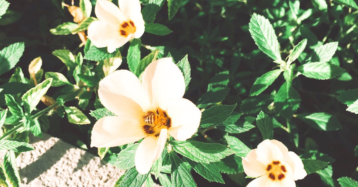 Free stock photo of bee, summer flower, sunrays