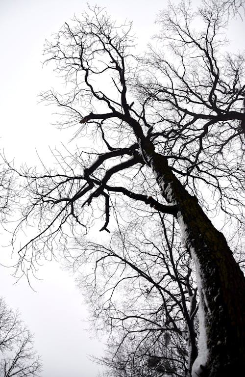 Gratis Fotos de stock gratuitas de árbol, cielo, foto de ángulo bajo Foto de stock